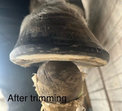 Trimming Day at Our Location * SPECTATOR * 06-06-26