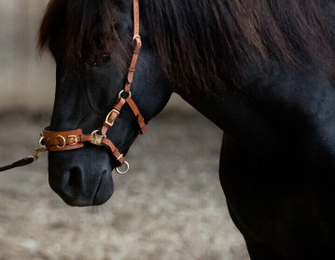 Cavesal® bitless bridle