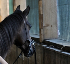 Cavemore bridle  (stirrup)