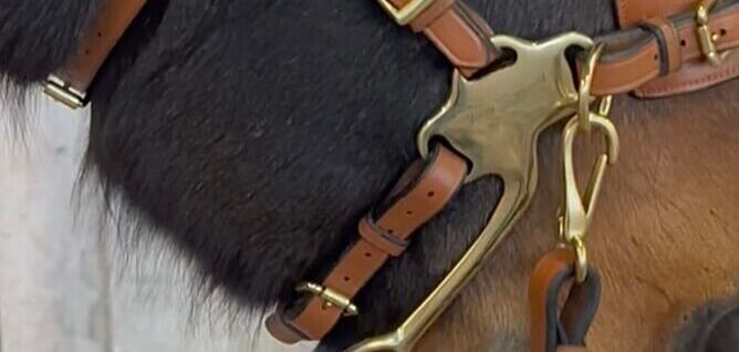 Cavemore headstall